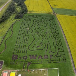 corn maze